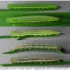 coen pamphilus larva4 volg2